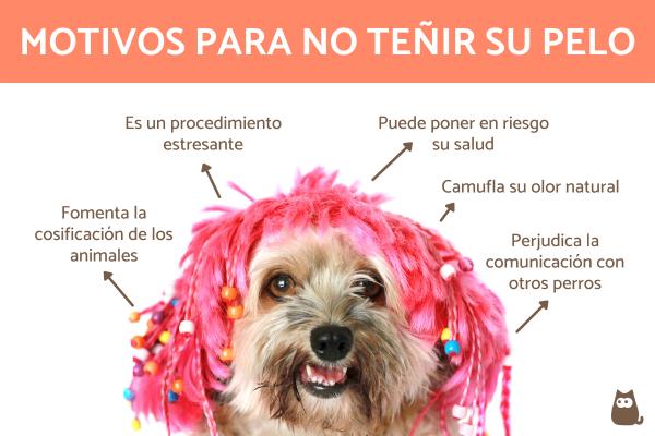 como quitar el tinte de pelo de un perro